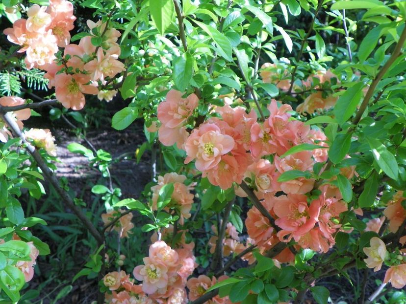 chaenomeles Cameo - Copacei si arbusti 2017