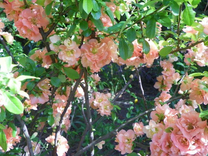 chaenomeles Cameo - Copacei si arbusti 2017