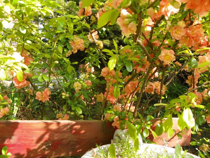 chaenomeles Cameo - Copacei si arbusti 2017