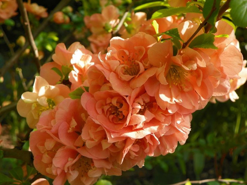 chaenomeles Cameo - Copacei si arbusti 2017