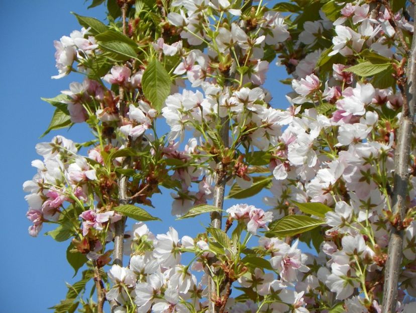 prunus Amanogawa - Copacei si arbusti 2017
