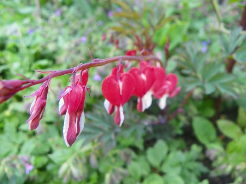 dicentra Valentine - Primavara 2017