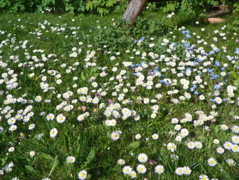 1 mai (63) - Primavara 2017