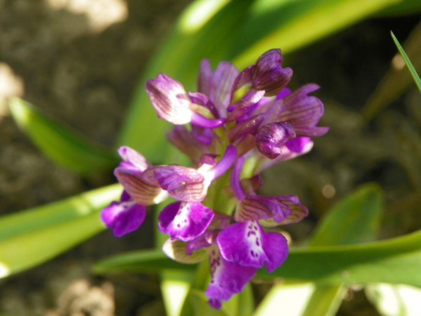 1 mai (70) - Primavara 2017