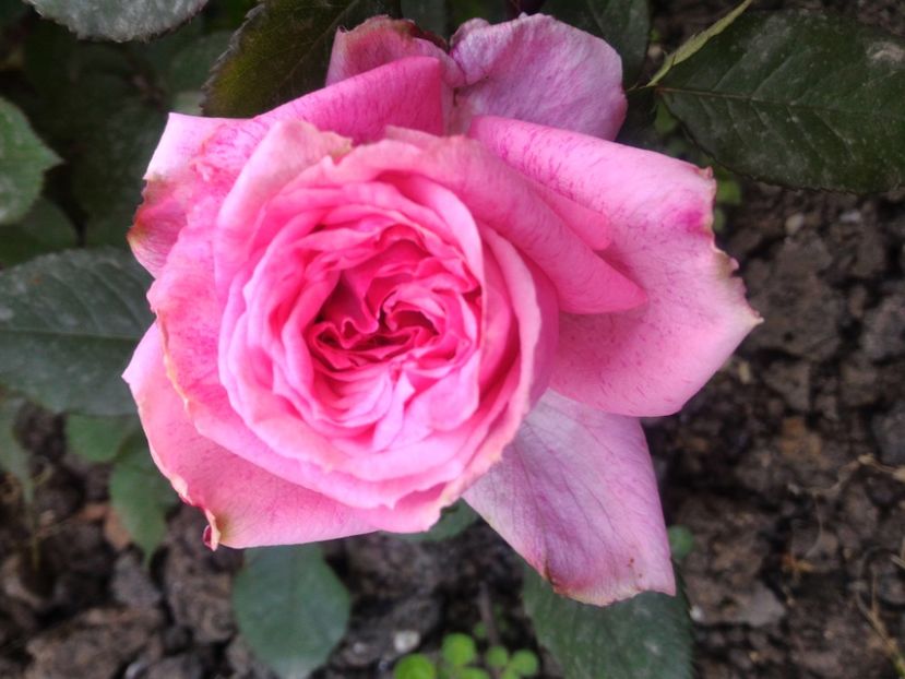 P_20170503_085537 - Pierre Cardin