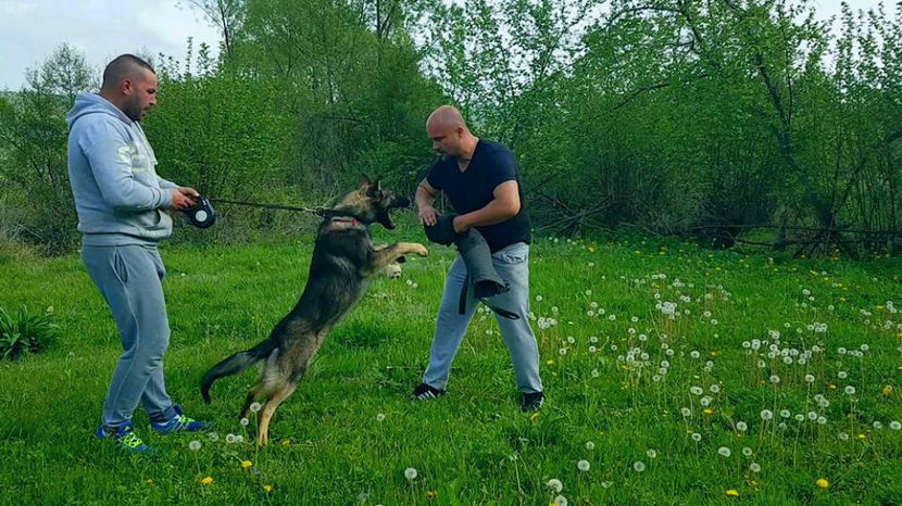  - Ciobanesc German Athos