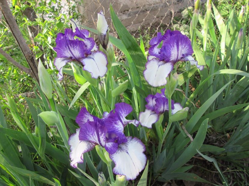  - Gradina cu irisi nr 2 in 2017