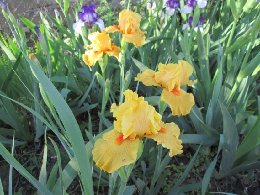  - Gradina cu irisi nr 2 in 2017