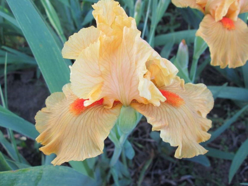  - Gradina cu irisi nr 2 in 2017