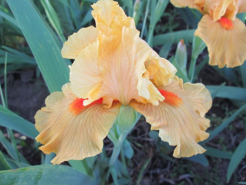  - Gradina cu irisi nr 2 in 2017