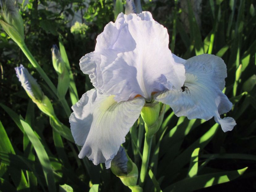  - Gradina cu irisi nr 2 in 2017