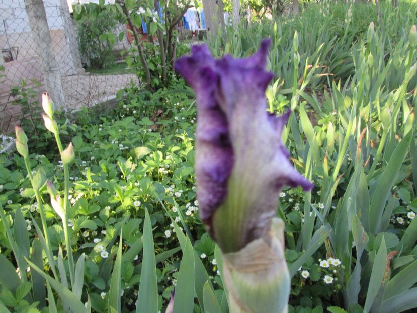  - Gradina cu irisi nr 2 in 2017