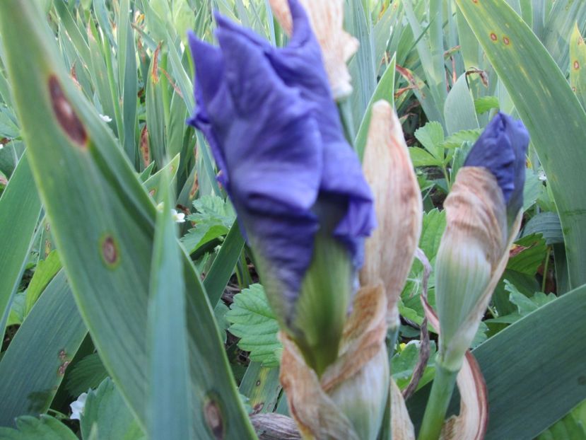  - Gradina cu irisi nr 2 in 2017