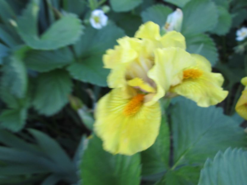  - Gradina cu irisi nr 2 in 2017