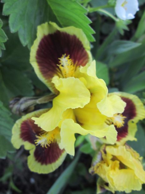  - Gradina cu irisi nr 2 in 2017