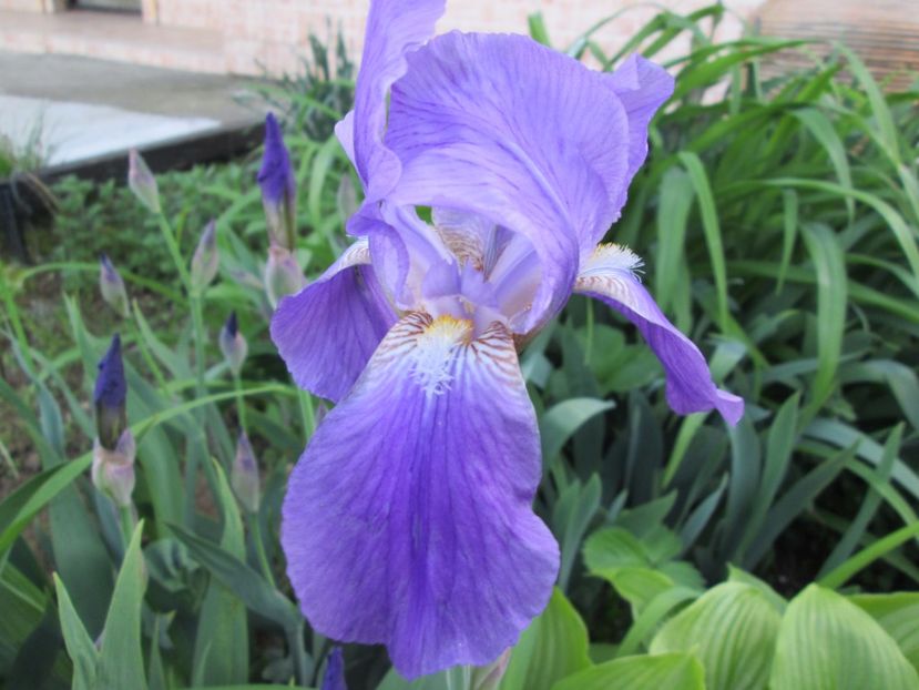  - Gradina cu irisi nr 2 in 2017