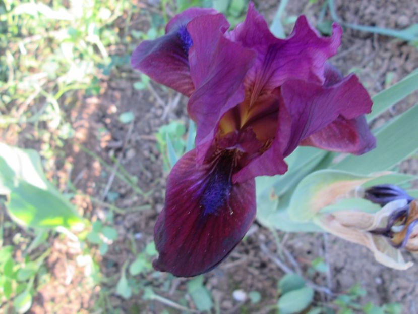  - Gradina cu irisi nr 2 in 2017