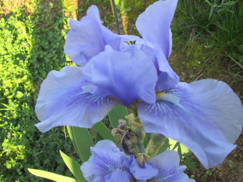  - Gradina cu irisi nr 2 in 2017