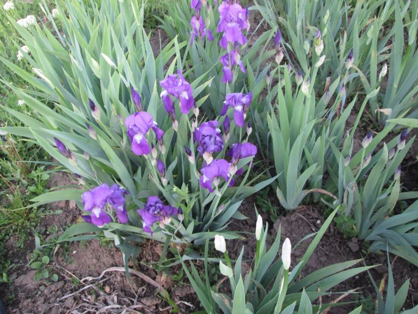  - Gradina cu irisi nr 2 in 2017