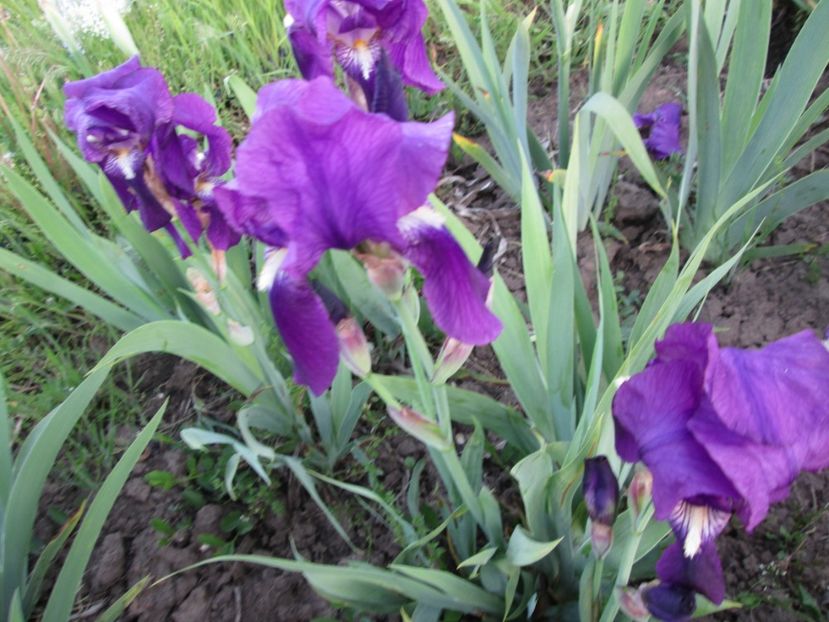  - Gradina cu irisi nr 2 in 2017