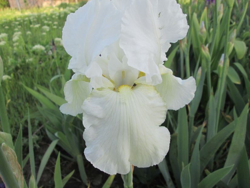  - Gradina cu irisi nr 2 in 2017