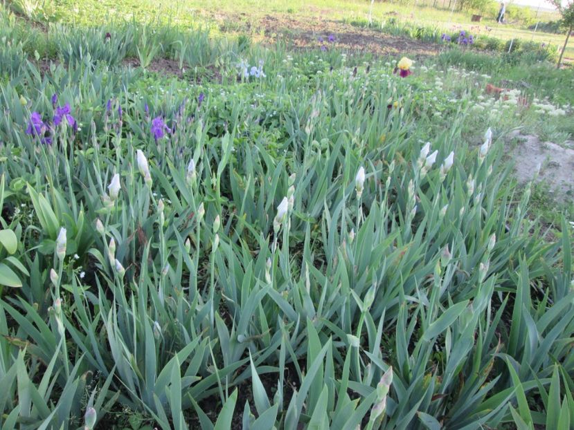  - Gradina cu irisi nr 2 in 2017