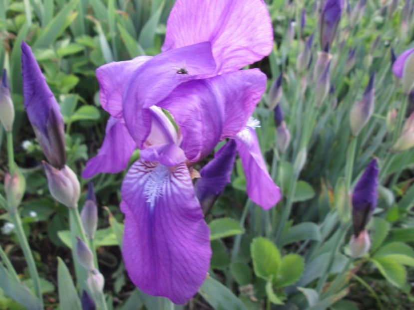  - Gradina cu irisi nr 2 in 2017