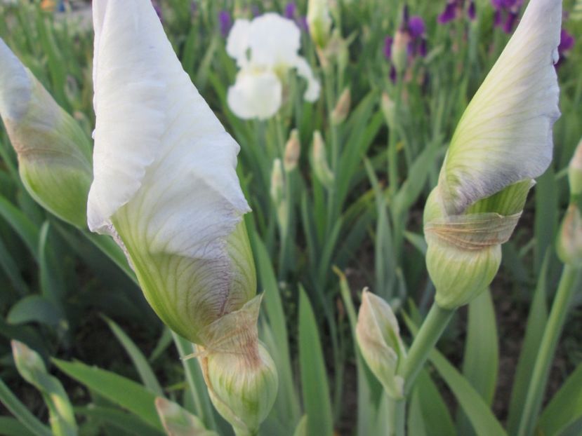  - Gradina cu irisi nr 2 in 2017