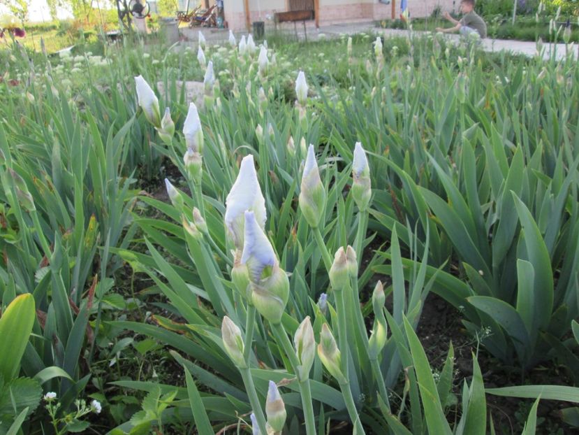  - Gradina cu irisi nr 2 in 2017