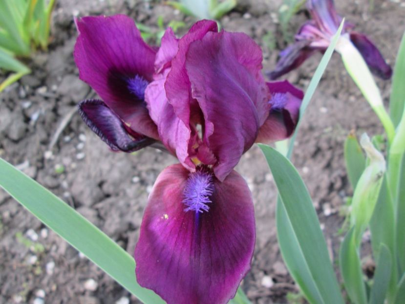  - Gradina cu irisi nr 2 in 2017