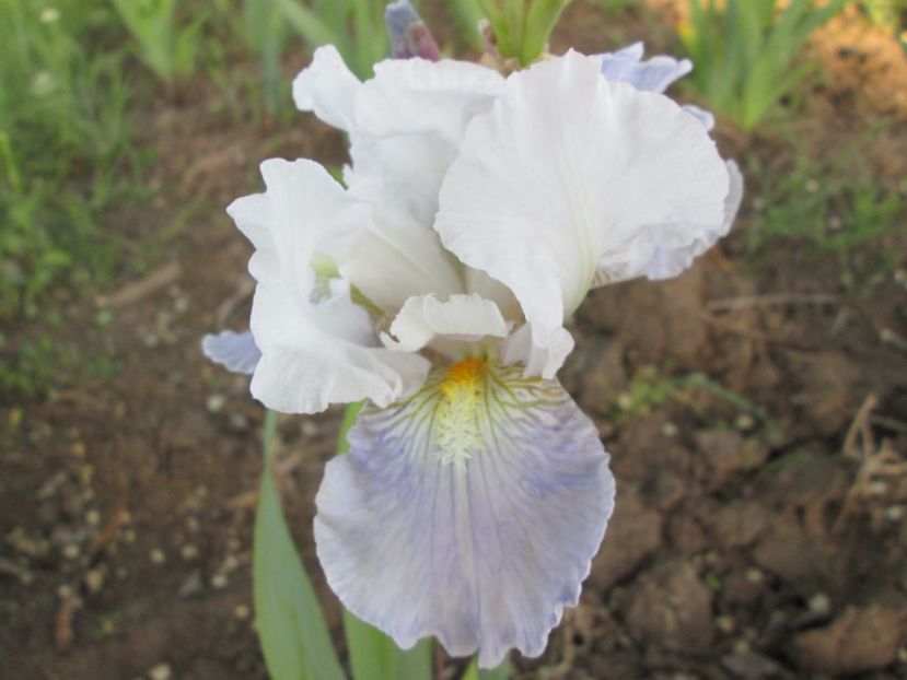  - Gradina cu irisi nr 2 in 2017