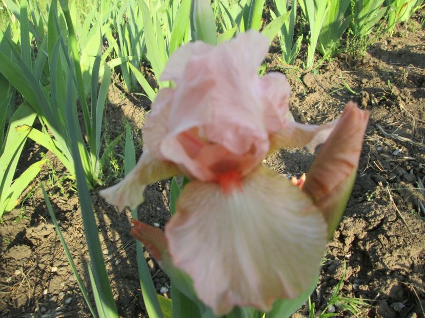  - Gradina cu irisi nr 2 in 2017