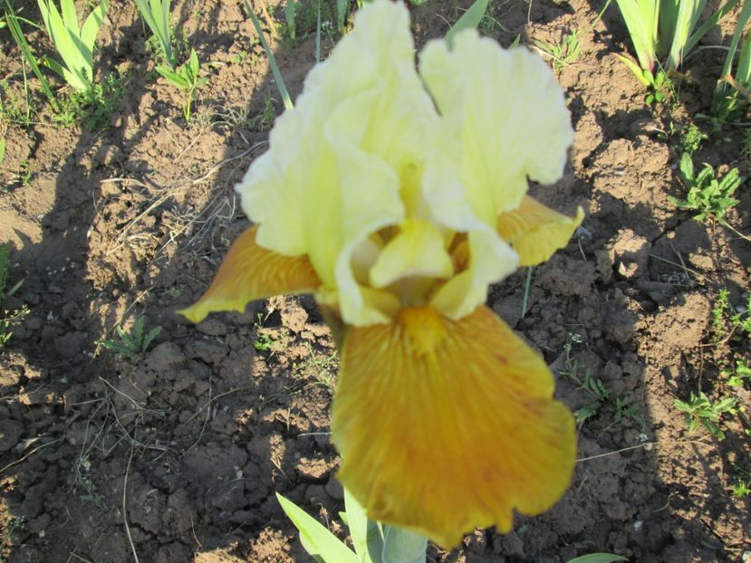  - Gradina cu irisi nr 2 in 2017