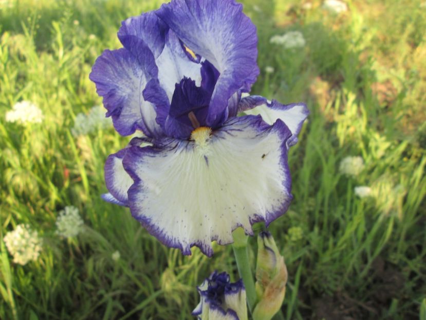  - Gradina cu irisi nr 2 in 2017