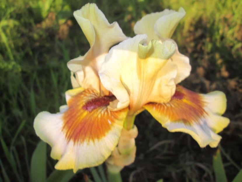  - Gradina cu irisi nr 2 in 2017