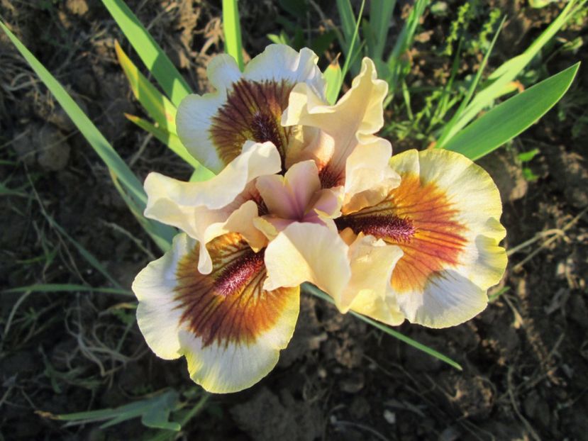  - Gradina cu irisi nr 2 in 2017