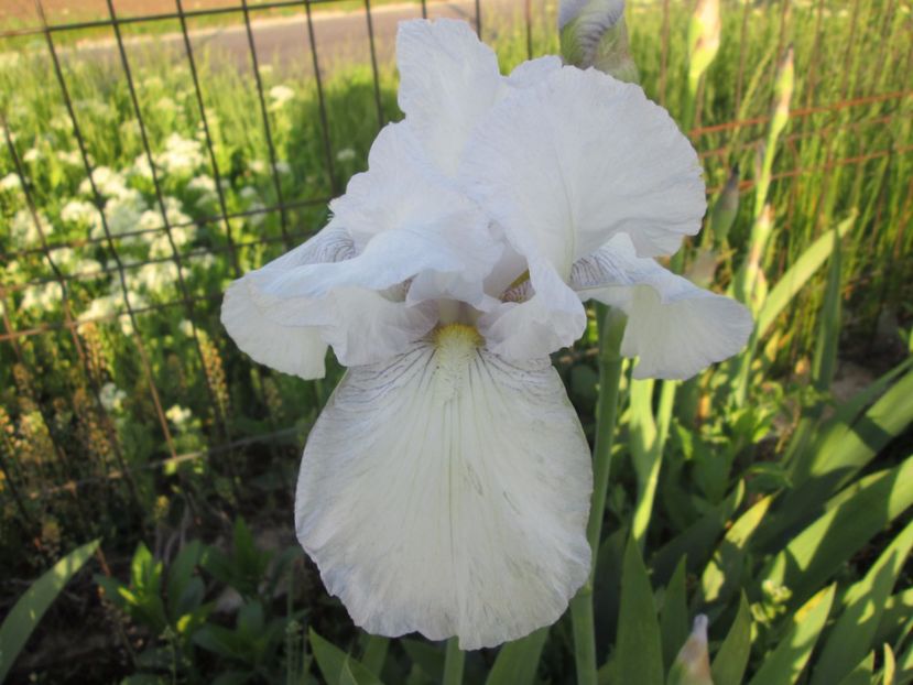  - Gradina cu irisi nr 2 in 2017