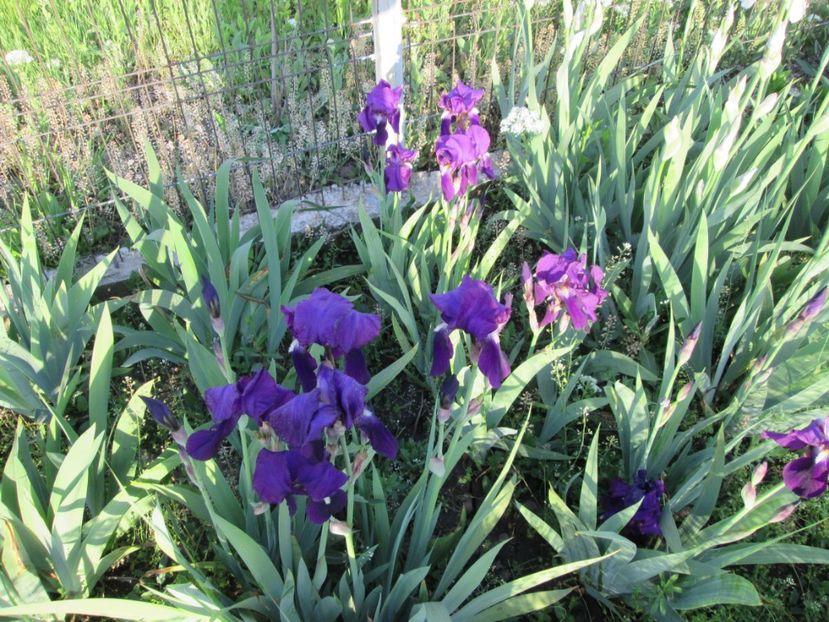  - Gradina cu irisi nr 2 in 2017