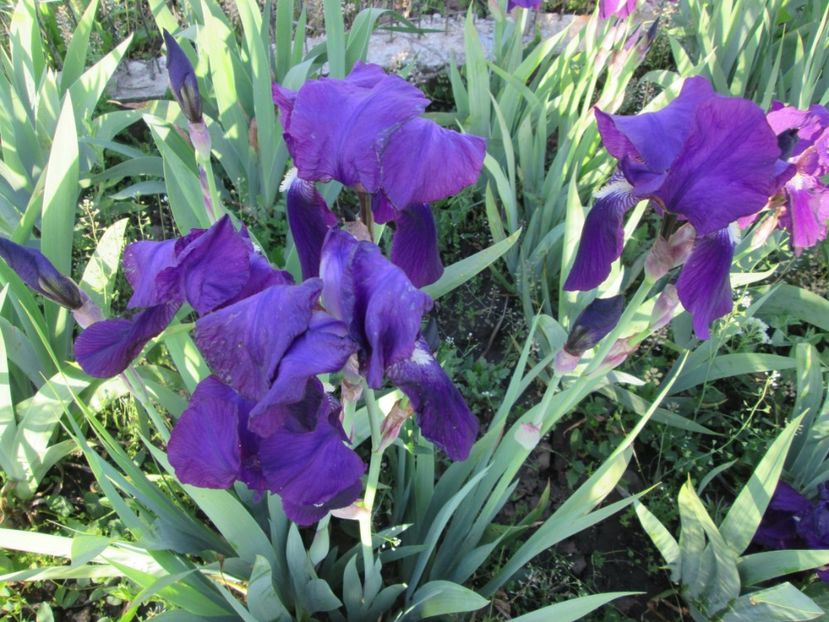  - Gradina cu irisi nr 2 in 2017