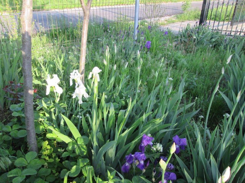  - Gradina cu irisi nr 2 in 2017