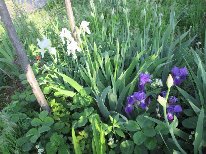  - Gradina cu irisi nr 2 in 2017