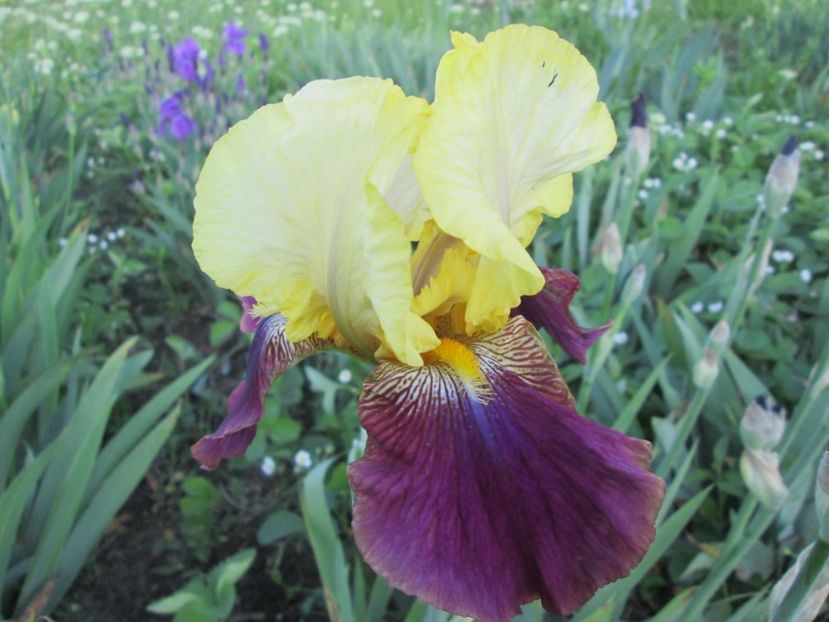  - Gradina cu irisi nr 2 in 2017