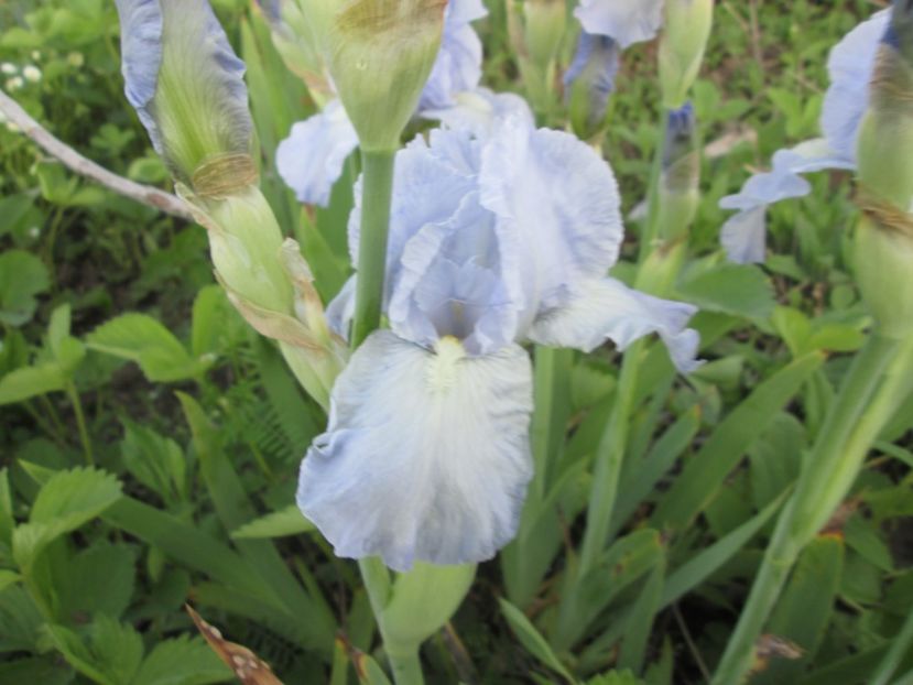  - Gradina cu irisi nr 2 in 2017