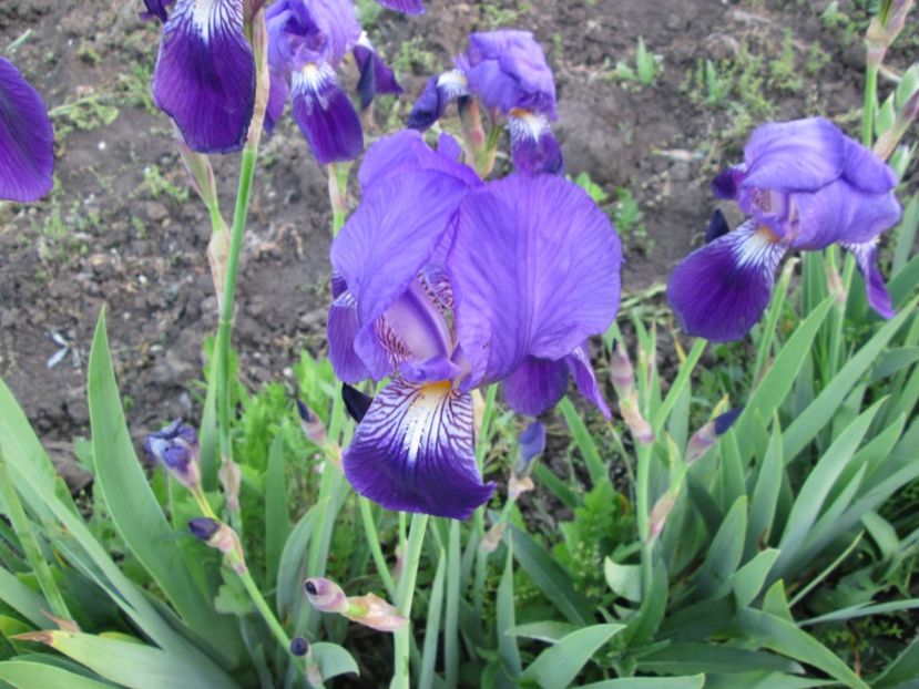  - Gradina cu irisi nr 2 in 2017