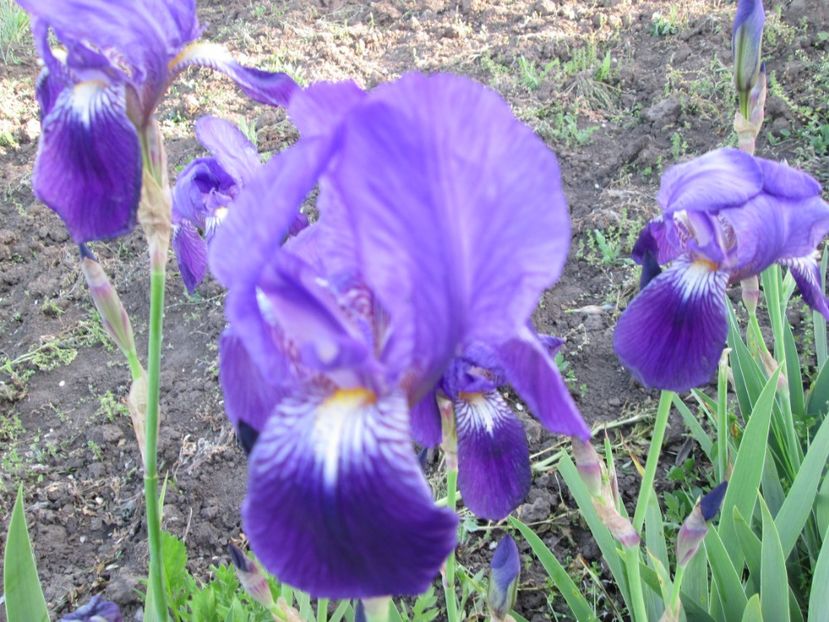  - Gradina cu irisi nr 2 in 2017