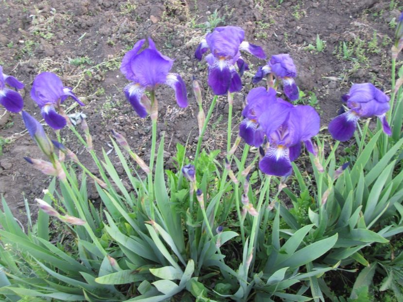  - Gradina cu irisi nr 2 in 2017