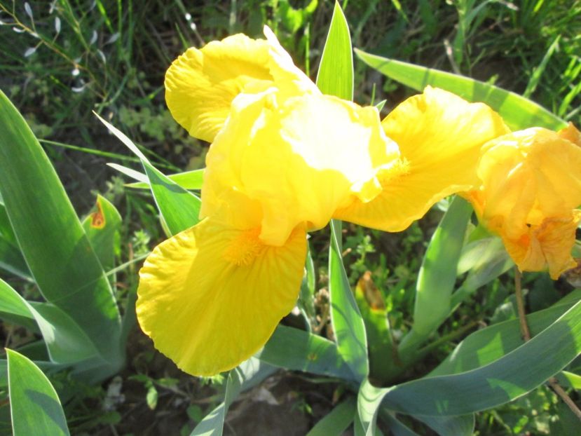  - Gradina cu irisi nr 2 in 2017