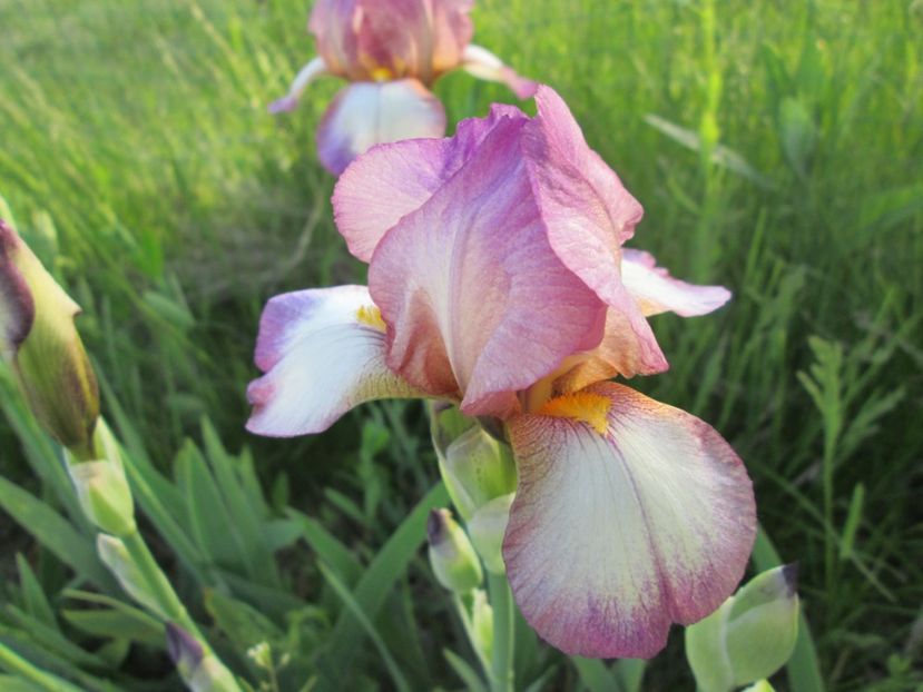  - Gradina cu irisi nr 2 in 2017