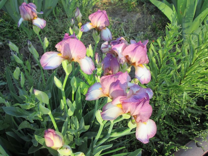  - Gradina cu irisi nr 2 in 2017