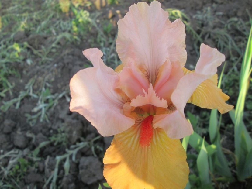  - Gradina cu irisi nr 2 in 2017